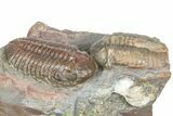 Two Austerops Trilobites - Jorf, Morocco #362874-3